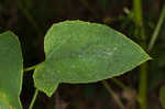 Tall rattlesnakeroot